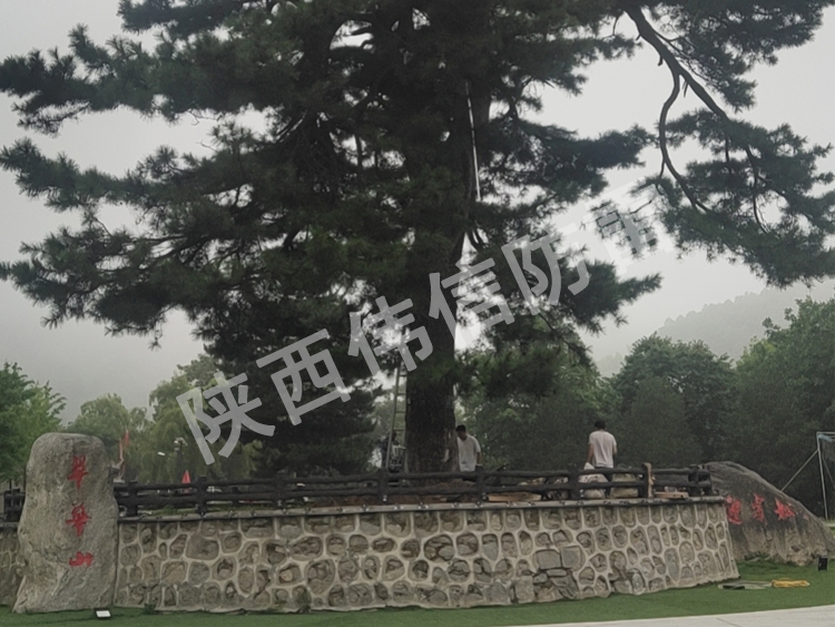 西安翠華山景區(qū)古樹避雷針安裝現場4